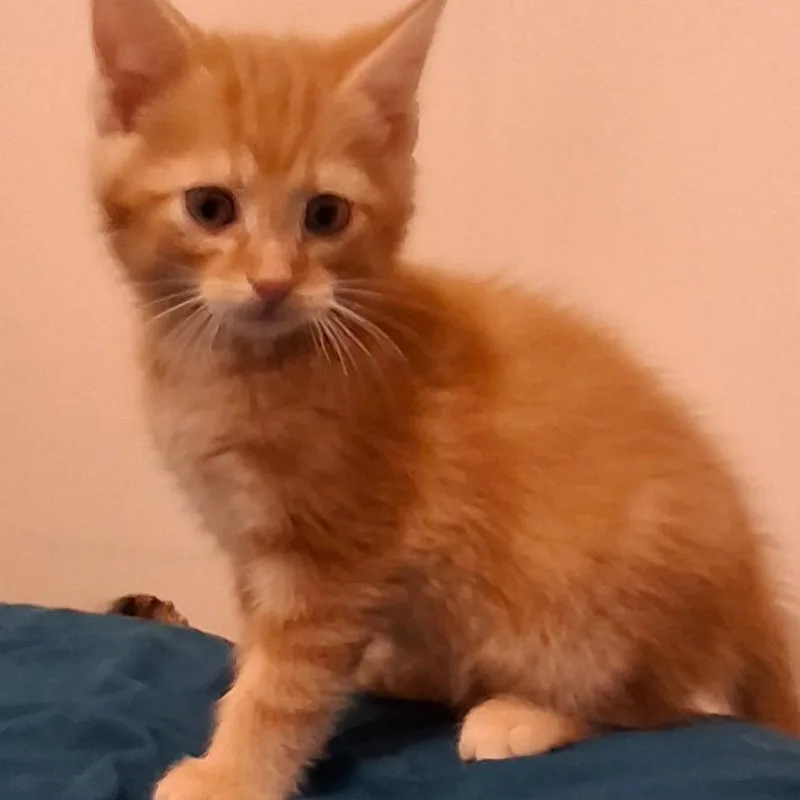 A baby small-sized male American Shorthair cat named Mango for adoption in Danbury, CT