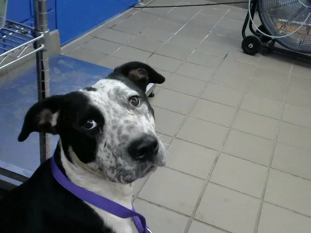 A young medium-sized female Pit Bull Terrier dog named Oreo for adoption in Albuquerque, NM