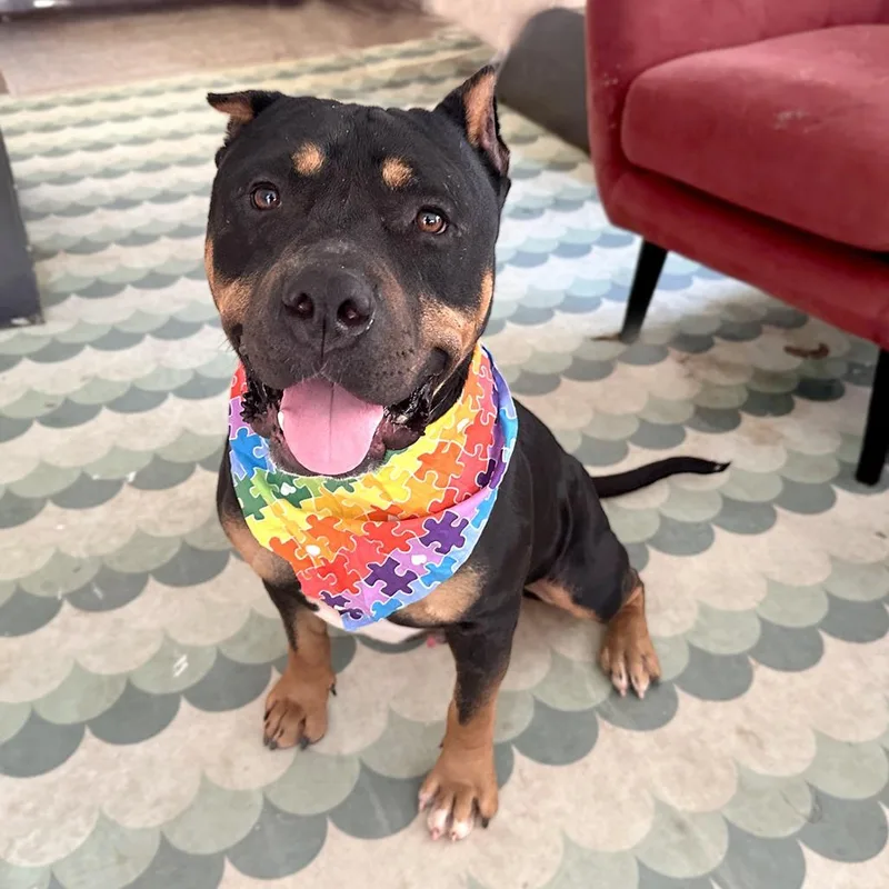 An adult large-sized male Black Staffordshire Bull Terrier dog named Apollo for adoption in Austin, TX
