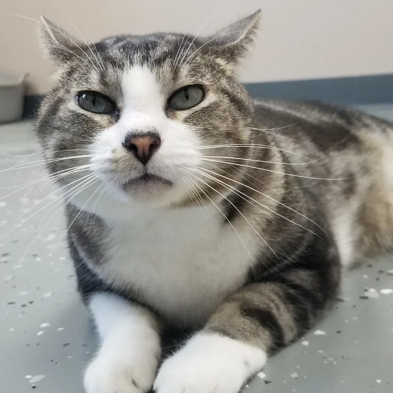 An adult medium-sized male Tabby (Buff / Tan / Fawn) Domestic Short Hair cat named Gara for adoption in Aransas Pass, TX