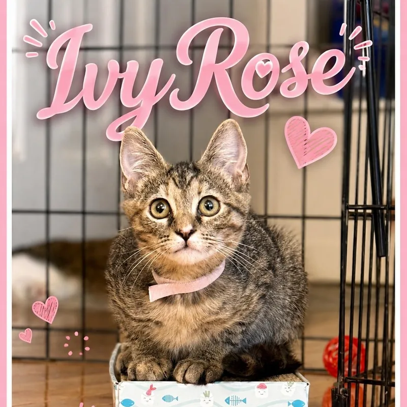 Ivy Rose