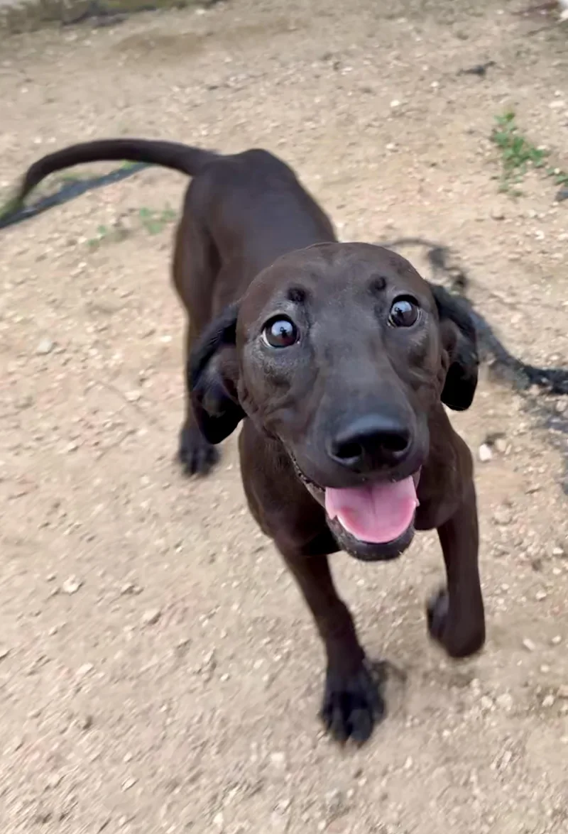 A baby medium-sized female Black Labrador Retriever dog named Tatum for adoption in Elkhorn, WI