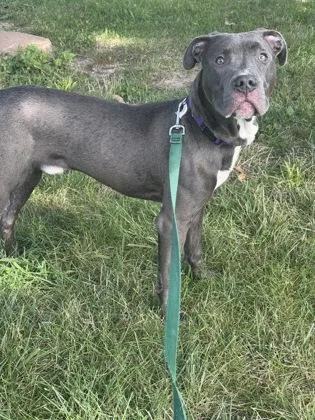 An adult large-sized male Gray / Blue / Silver Pit Bull Terrier dog named Slinky for adoption in Kansas City, MO
