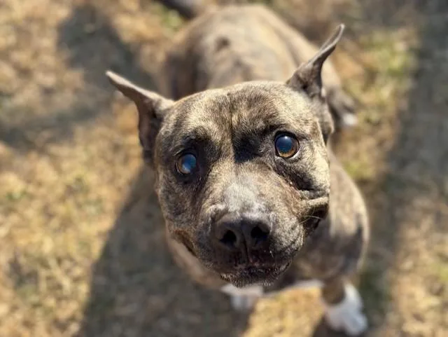 An adult medium-sized female Pit Bull Terrier dog named Jas for adoption in Tulsa, OK