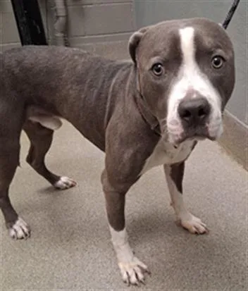 A young large-sized male Pit Bull Terrier dog named Nylis for adoption in Las Vegas, NV