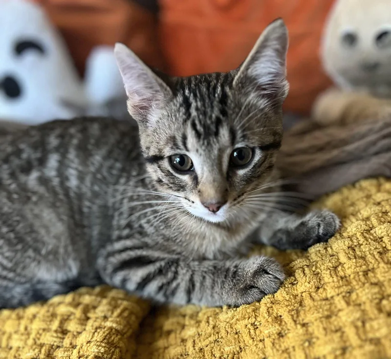 A baby large-sized male Domestic Short Hair cat named Nitro for adoption in Greenville, IL