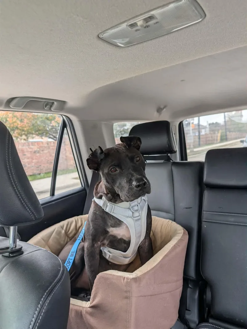 Mulligan thumbnail 3