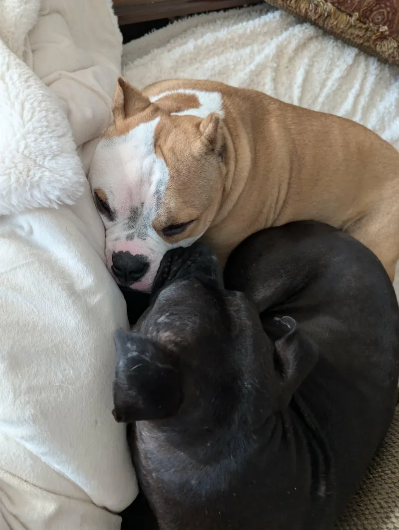 Mulligan thumbnail 4