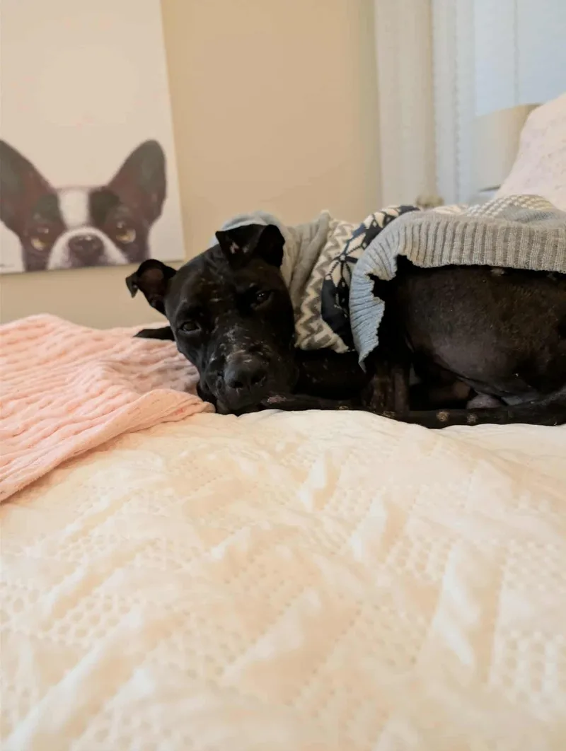 Mulligan thumbnail 5