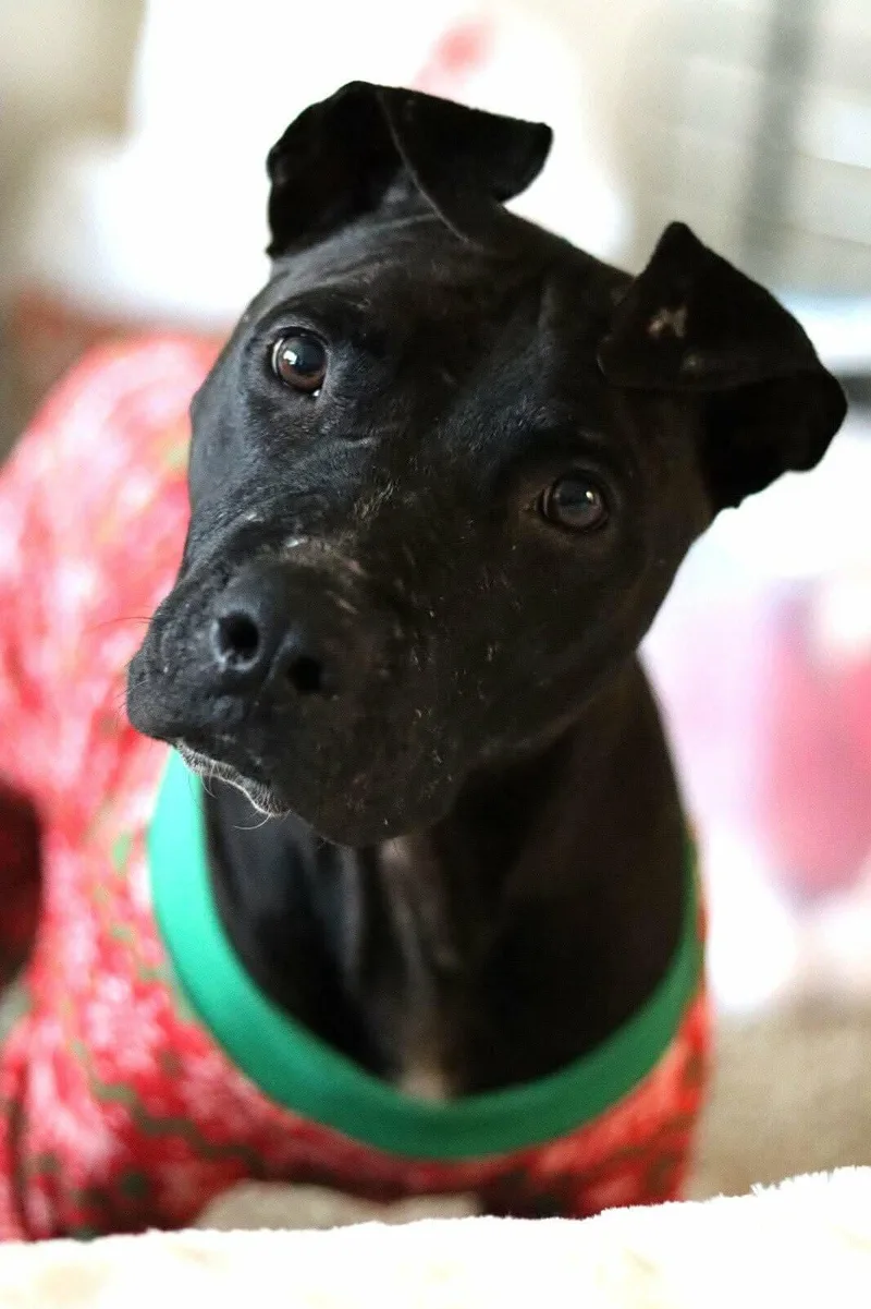 Mulligan thumbnail 6