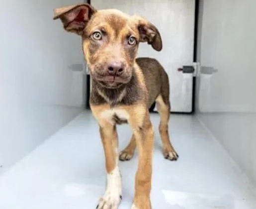 A baby small-sized female German Shepherd Dog dog named A for adoption in Houston, TX
