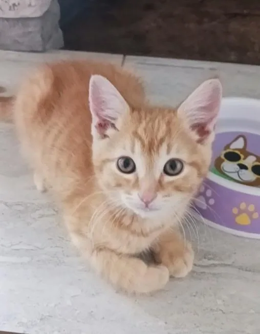 A baby medium-sized male Tabby (Orange / Red) Tabby cat named Tangerine for adoption in Pasco, WA