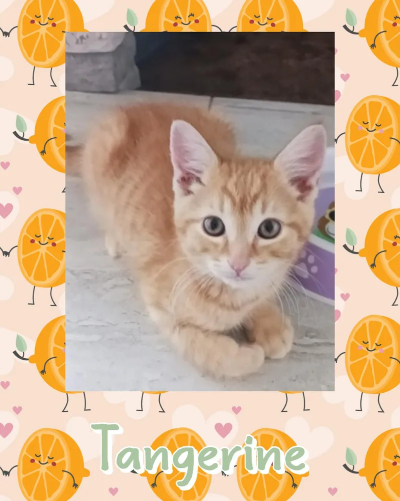 Tangerine thumbnail 2