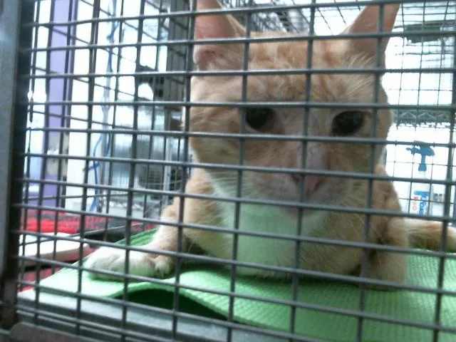 An adult large-sized male Domestic Short Hair cat named Pluto for adoption in Houston, TX
