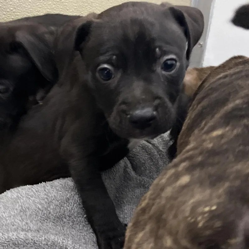 A baby small-sized female Black Pit Bull Terrier dog named Raspberry for adoption in La Grange, KY
