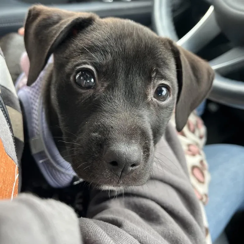 Raspberry thumbnail 2