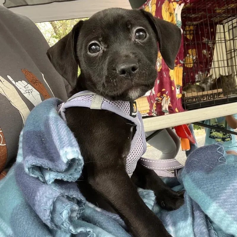 Raspberry thumbnail 3