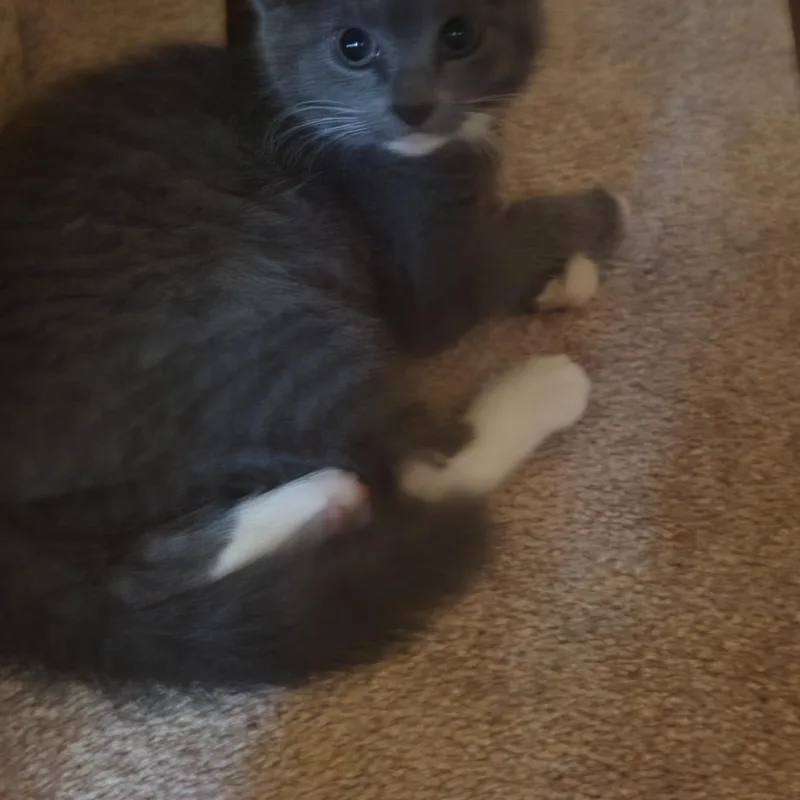 Cotton And Wiley