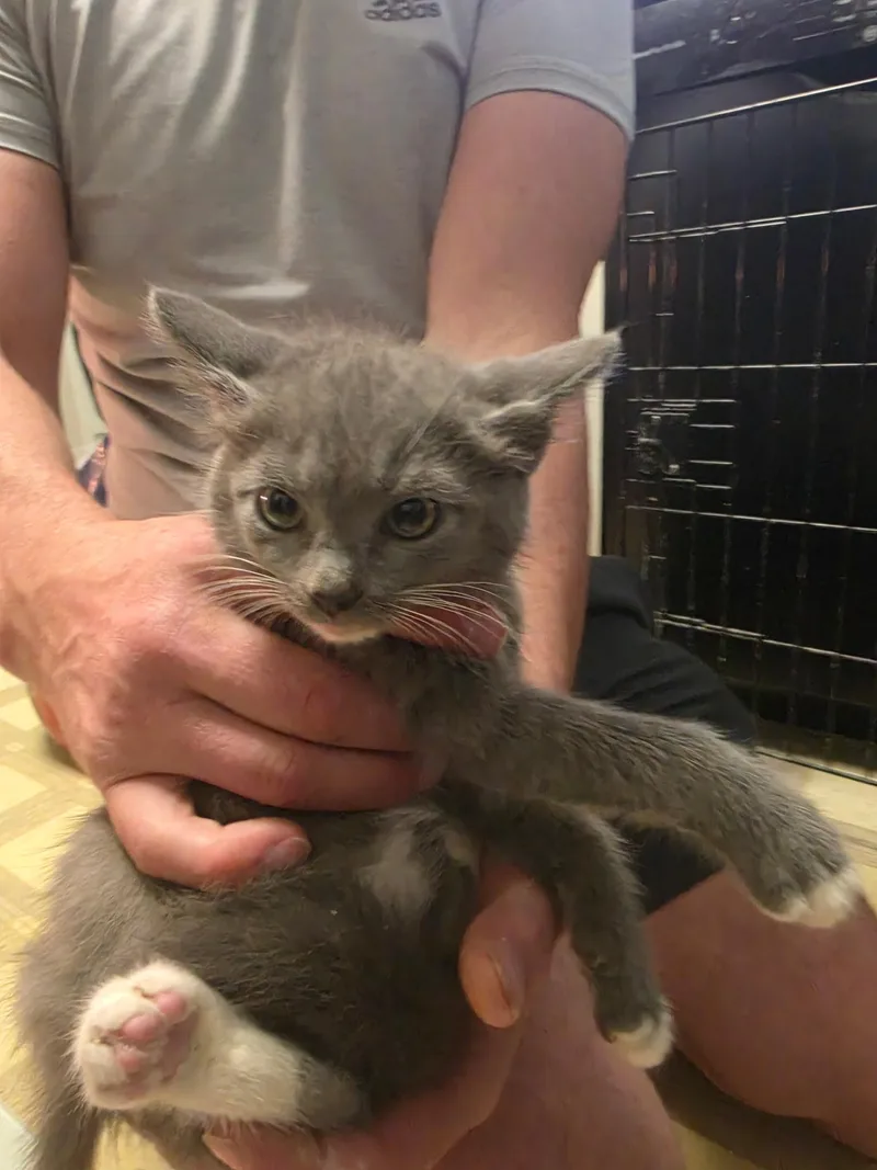 Cotton And Wiley thumbnail 2