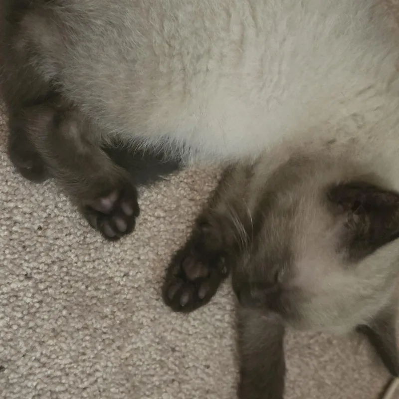 Cotton And Wiley thumbnail 4