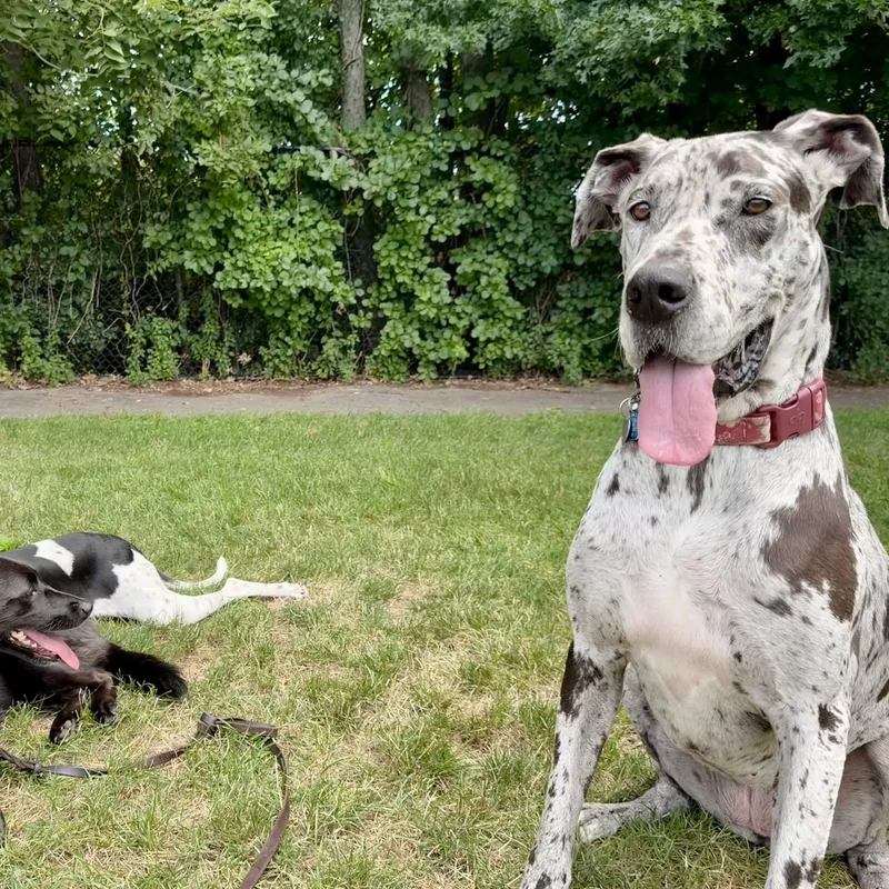 An adult large-sized female Merle (Blue) Great Dane dog named Bonnie for adoption in Bullard, TX