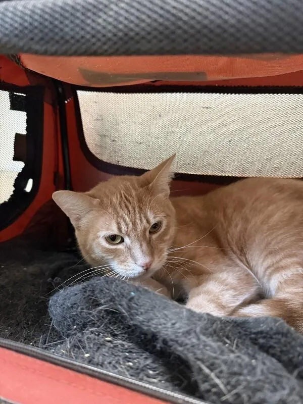 An adult medium-sized male Tabby (Orange / Red) Domestic Medium Hair cat named Cupid for adoption in Arlington, WA