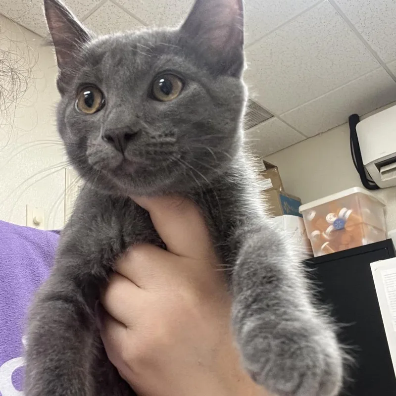 A baby small-sized female Gray / Blue / Silver Domestic Short Hair cat named Josephine for adoption in Pekin, IL