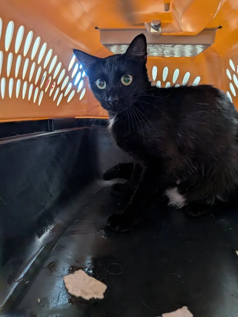 A young medium-sized female Domestic Short Hair cat named Kat for adoption in Huntsville, TX