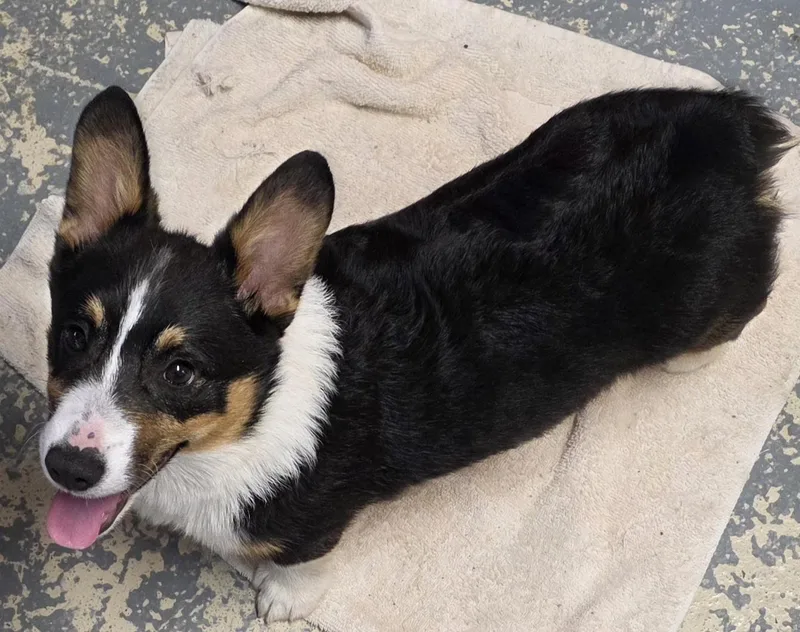 A young medium-sized male Tricolor (Brown, Black, & White) Corgi dog named Colby for adoption in Momence, IL