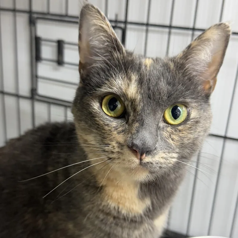 A young medium-sized female Calico Domestic Short Hair cat named Cleopatra for adoption in Ridgely, MD
