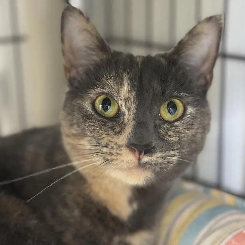 Cleopatra thumbnail 2