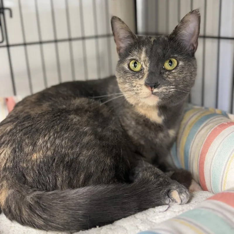 Cleopatra thumbnail 3