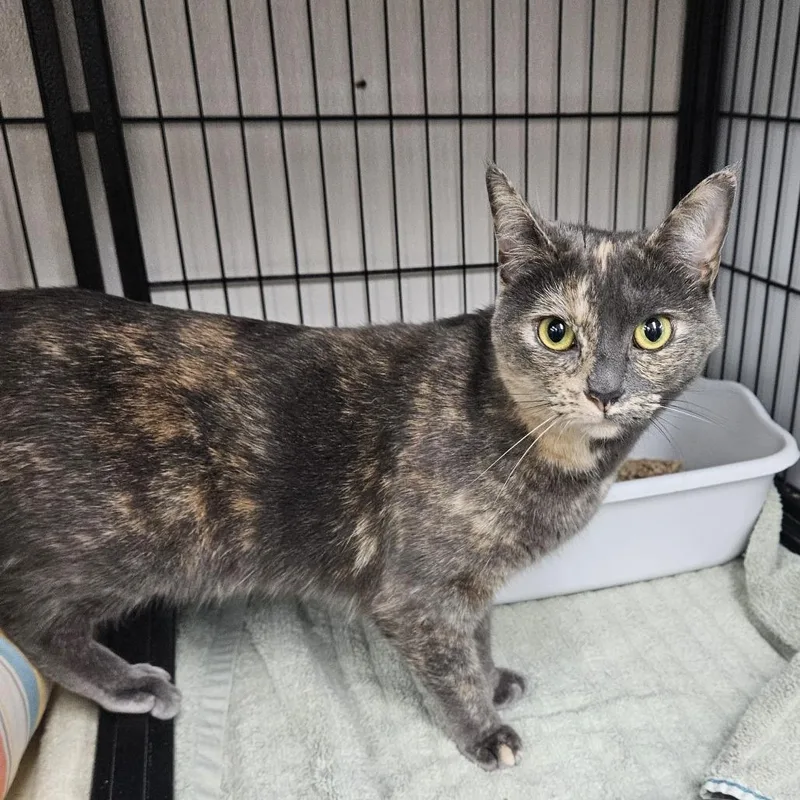 Cleopatra thumbnail 4