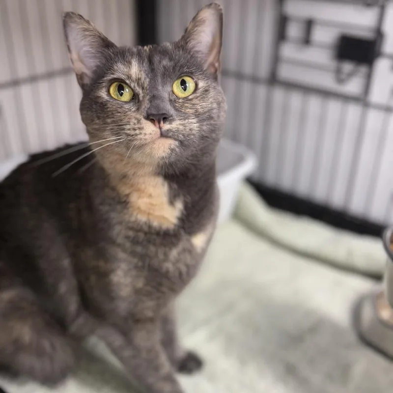 Cleopatra thumbnail 5