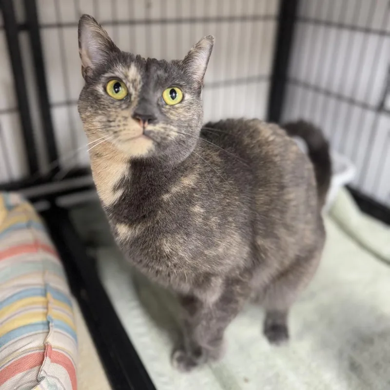 Cleopatra thumbnail 6