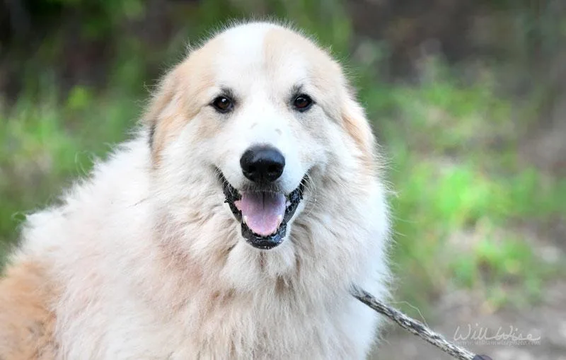 Gus