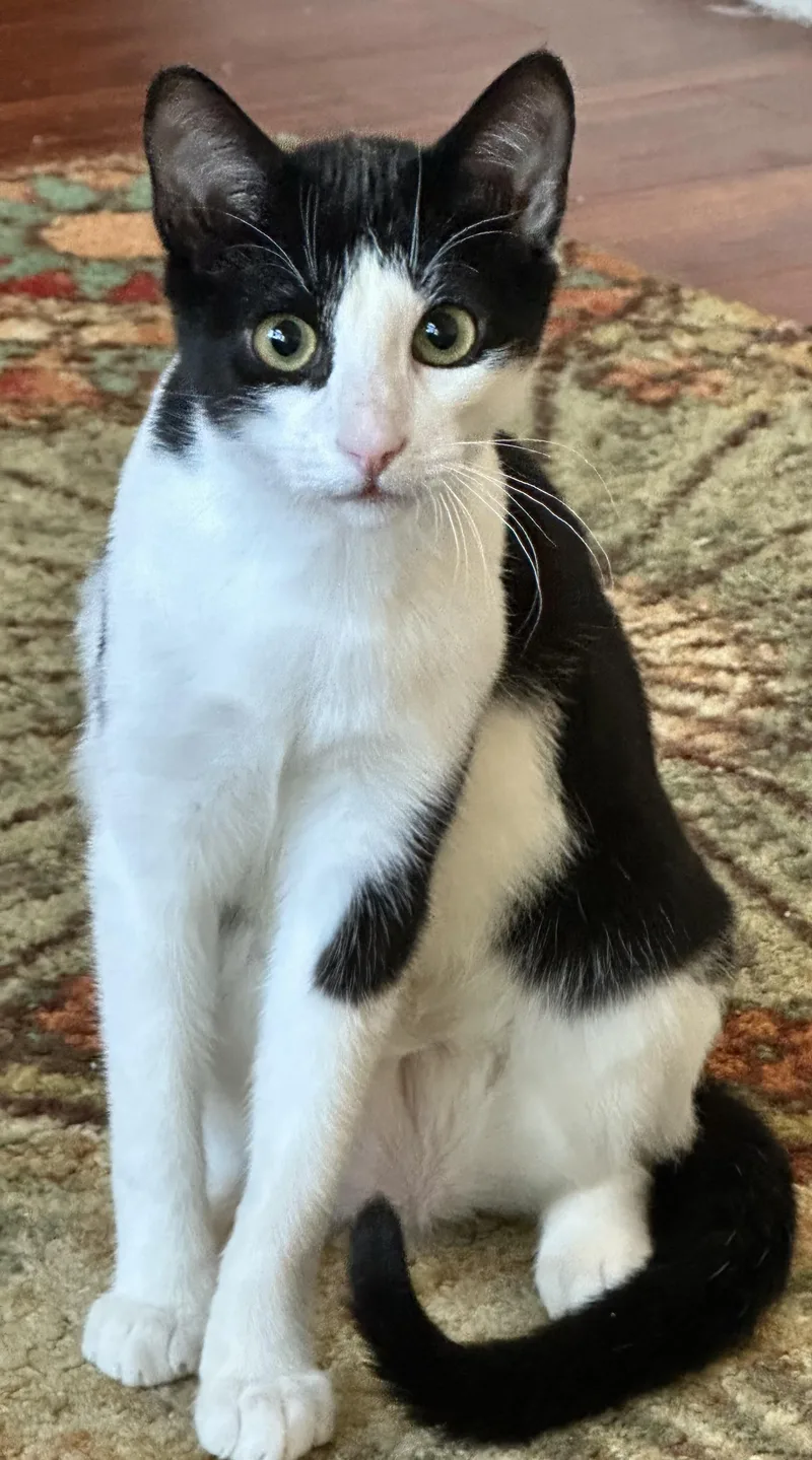 A young medium-sized female Black & White / Tuxedo Domestic Short Hair cat named Willow for adoption in Antioch, CA