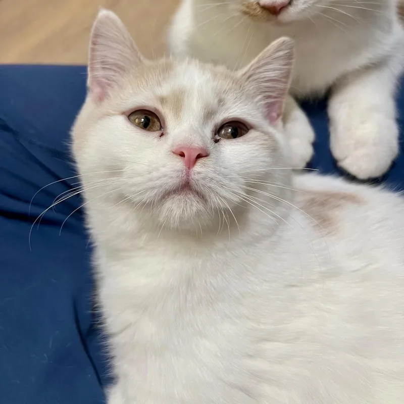 A baby medium-sized male White Persian cat named Sitar for adoption in Richmond, VA