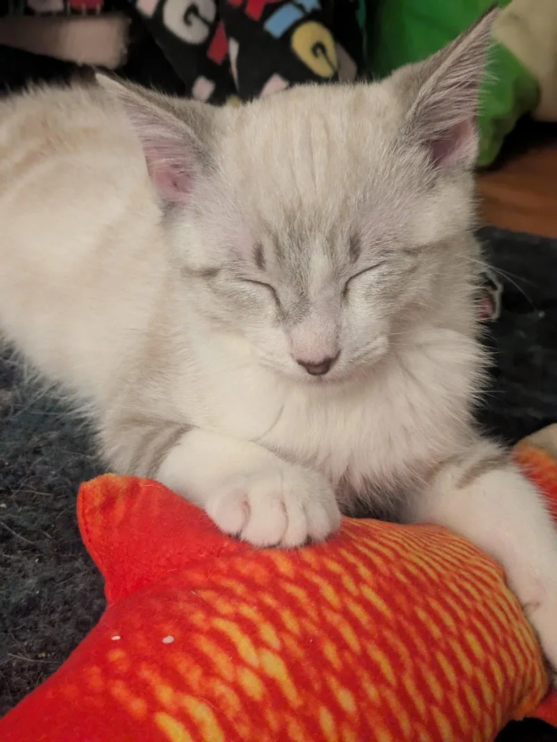 HeiHei