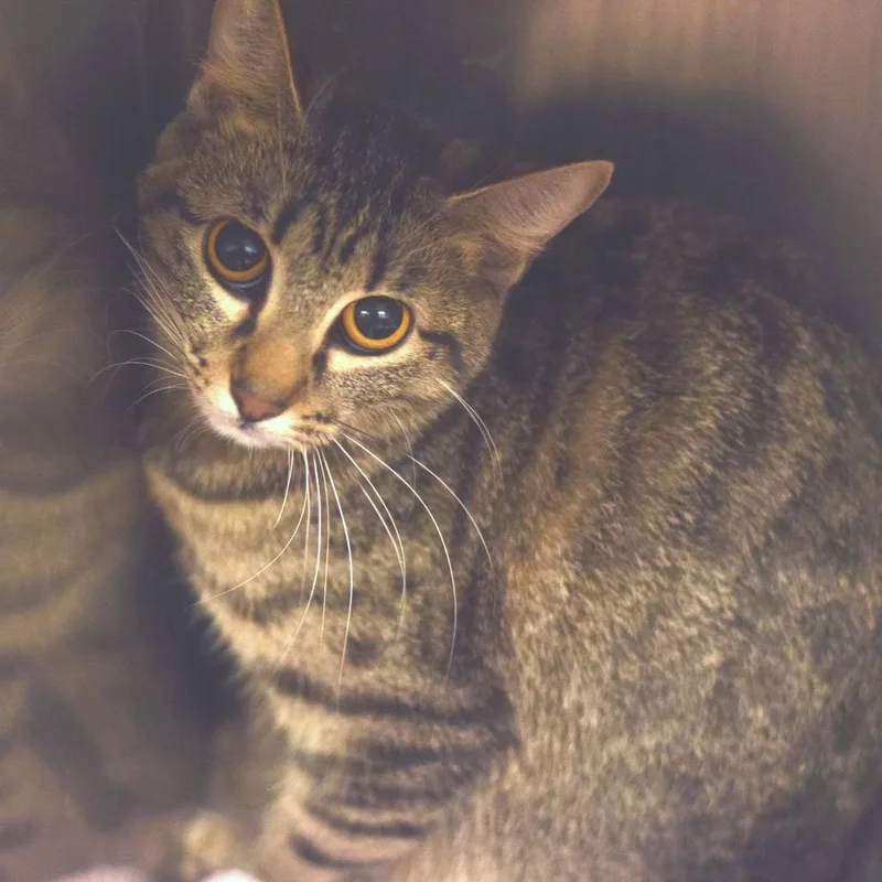 A young small-sized female Domestic Short Hair cat named Storm for adoption in Belleville, IL