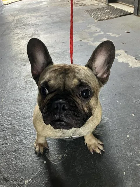 A young small-sized female Mixed Breed dog named Juno for adoption in Dallas, TX