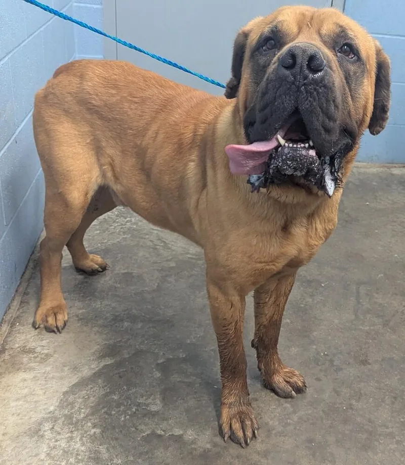 An adult large-sized male Red / Chestnut / Orange Cane Corso dog named Jabba for adoption in Evansville, IN