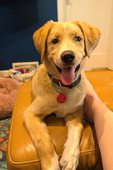 A baby large-sized female Labrador Retriever dog named Queso for adoption in Seattle, WA