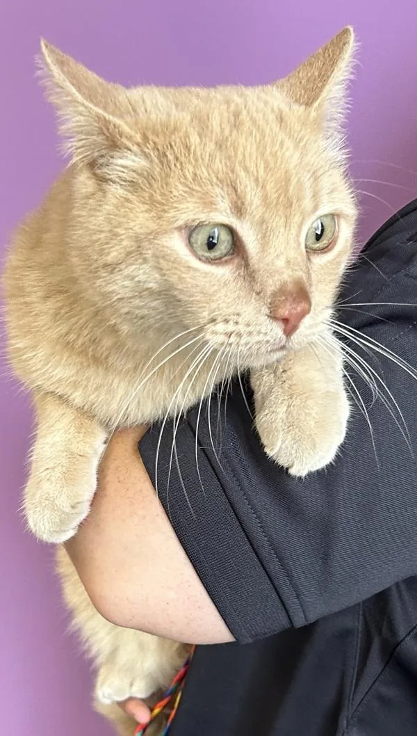 An adult large-sized male Domestic Short Hair cat named Flambo for adoption in Salt Lake City, UT