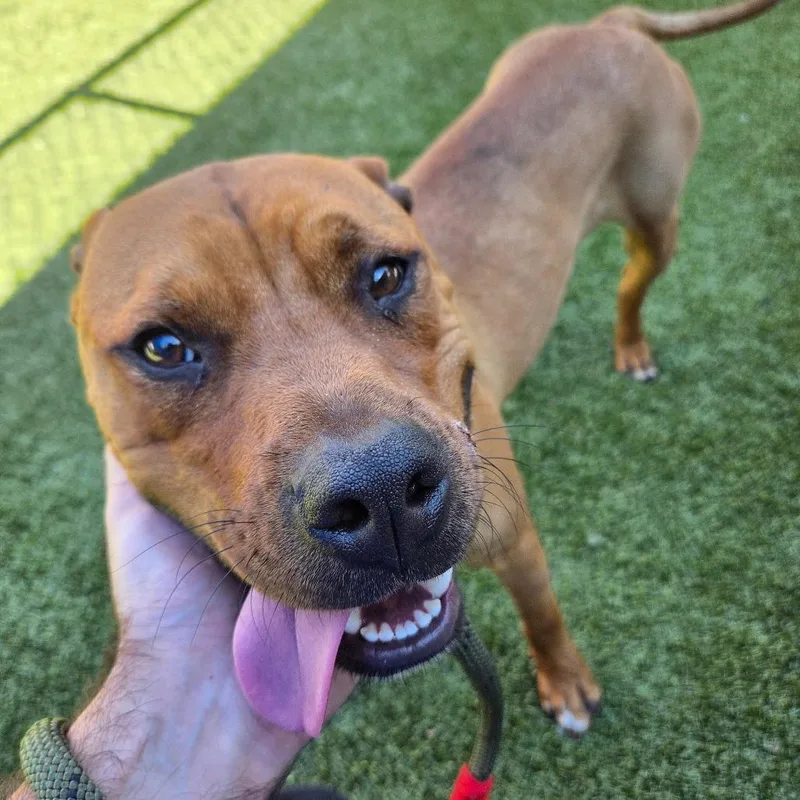 An adult medium-sized male Mixed Breed dog named Chris Toe Fur for adoption in Greensboro, NC