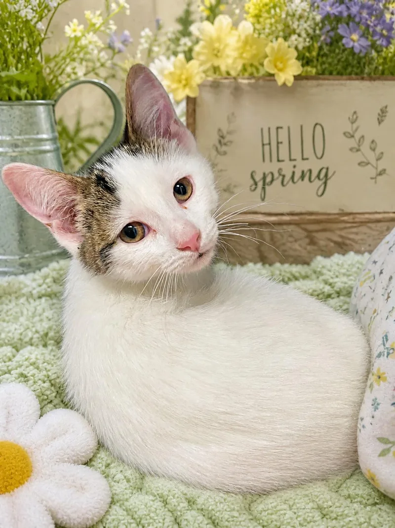 A young medium-sized male Domestic Short Hair cat named Deadpool for adoption in Belleville, MI