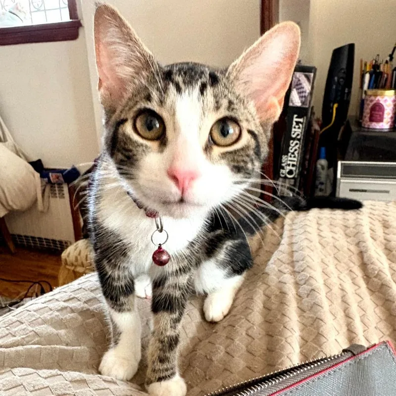 A baby small-sized female Brown / Chocolate Domestic Short Hair cat named Pluto for adoption in Howard beach, NY