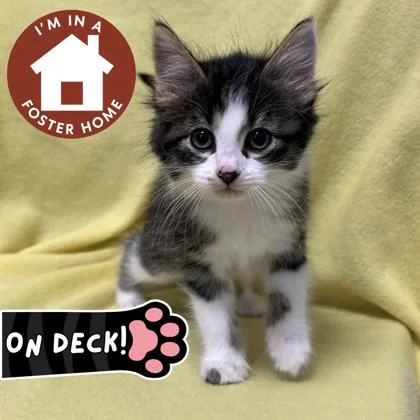 A baby small-sized male Domestic Long Hair cat named Archie for adoption in Janesville, WI