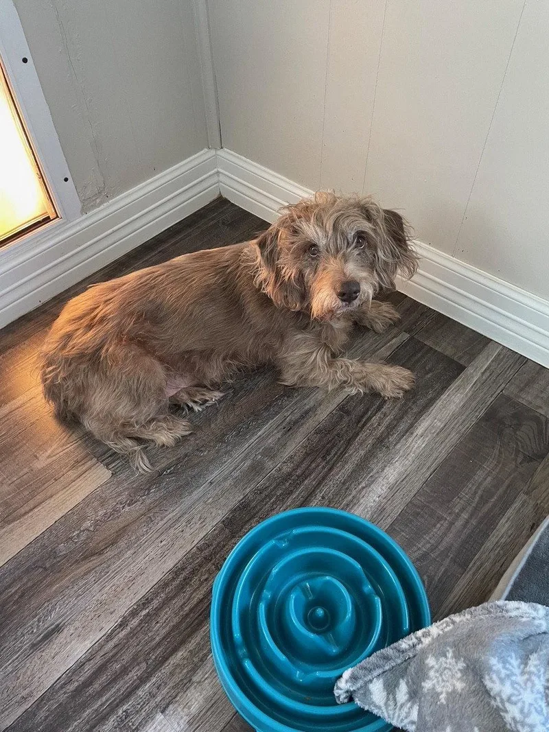 A senior small-sized male Dachshund dog named Diggie for adoption in Austin, TX