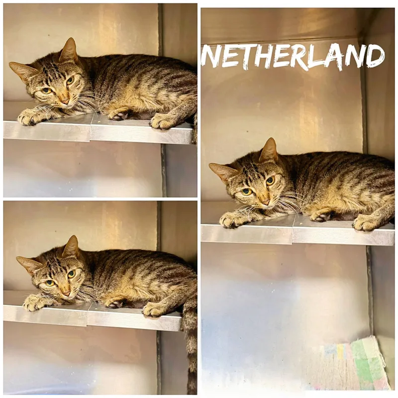 An adult medium-sized female Tabby (Buff / Tan / Fawn) Domestic Short Hair cat named Netherland for adoption in Saint James, MO